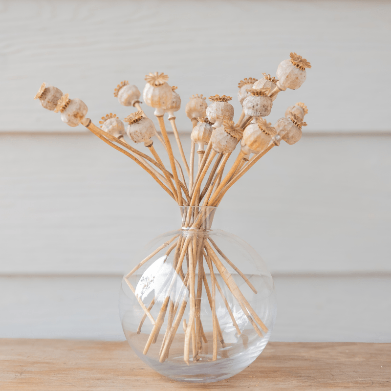 Dried Poppy Pods - Image 2